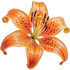 Tiger lily